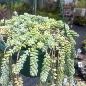 Donkeys-Tail-Garden-View-Nursery