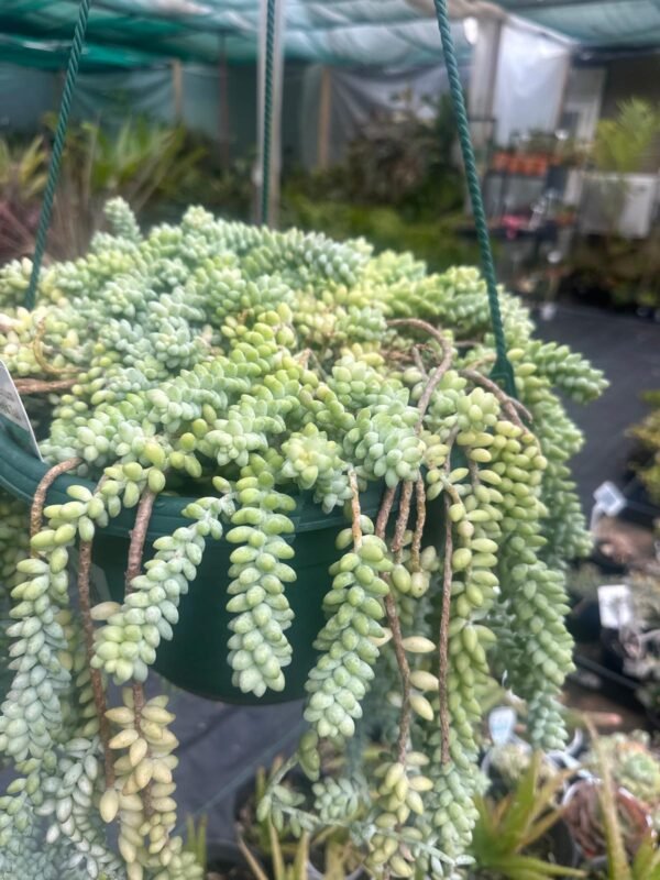 Donkeys-Tail-Garden-View-Nursery