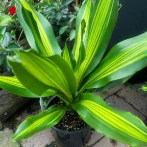 Dracaena-Fragrans-Garden-View-Nursery