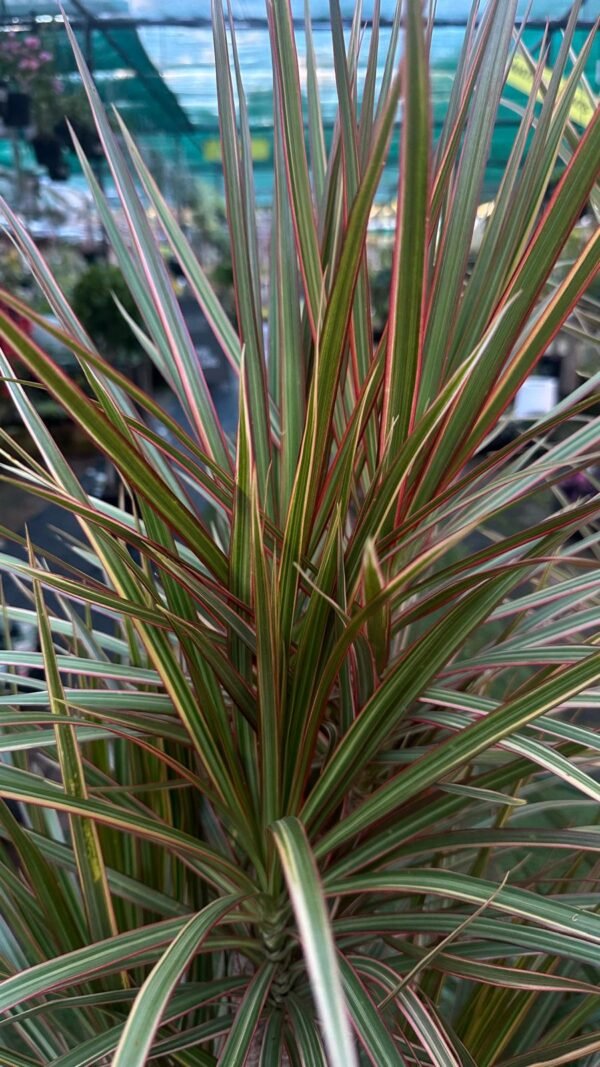 Dracaena-Marginata-Garden-View-Nursery