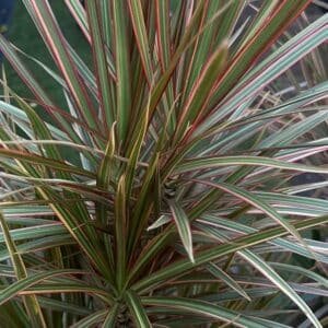 Dracaena-Marginata-Garden-View-Nursery