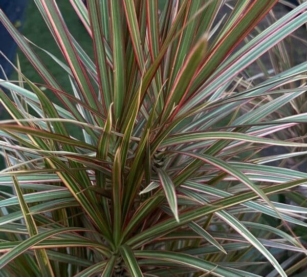Dracaena-Marginata-Garden-View-Nursery
