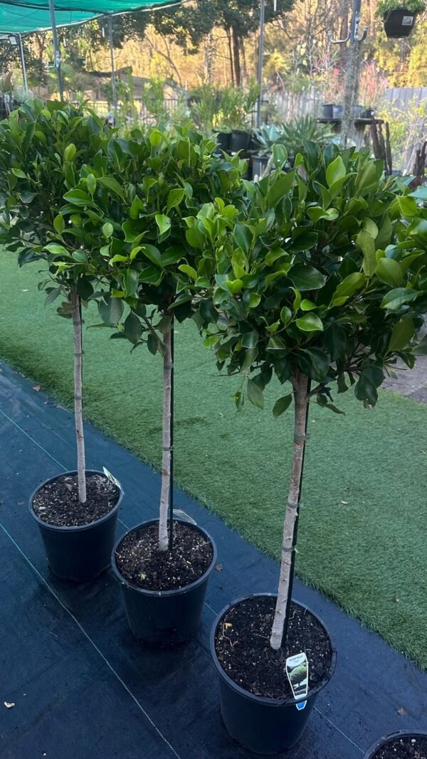 Ficus-hillii-GardenView-nursery
