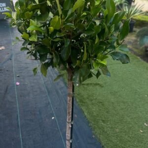 Ficus-hillii-GardenView-nursery