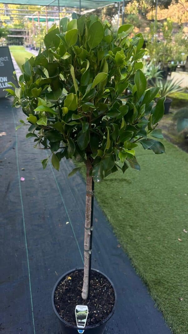 Ficus-hillii-GardenView-nursery
