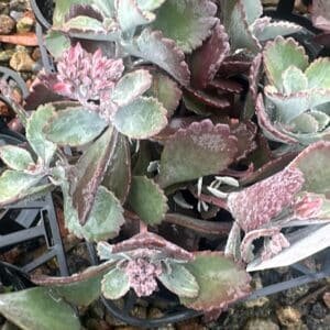 Kalanchoe-Luciae-Quick-Silver-Garden-View-Nursery