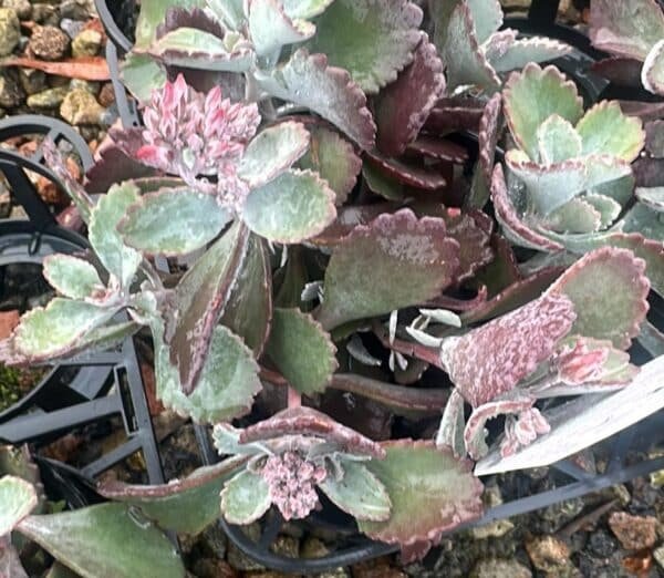 Kalanchoe-Luciae-Quick-Silver-Garden-View-Nursery
