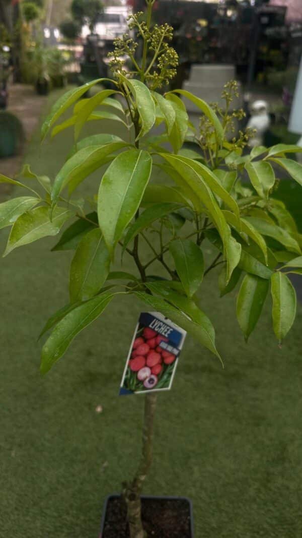 Laychee Garden View Nursery