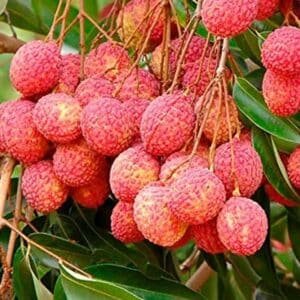 Laychee Garden View Nursery
