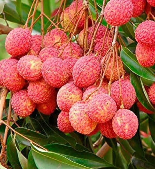 Laychee Garden View Nursery