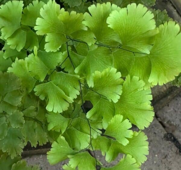 Maidenhair-Ferns-Garden-View-Nursery