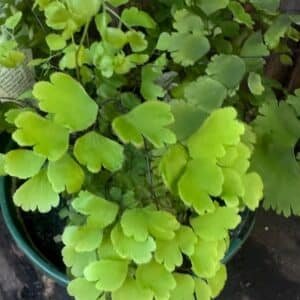 Maidenhair-Ferns-Garden-View-Nursery