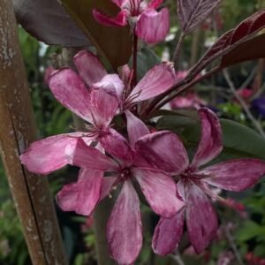 Malus (Crimson Knight)