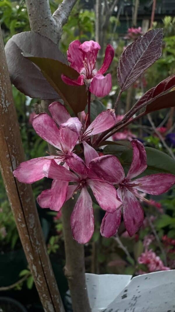 Malus (Crimson Knight)