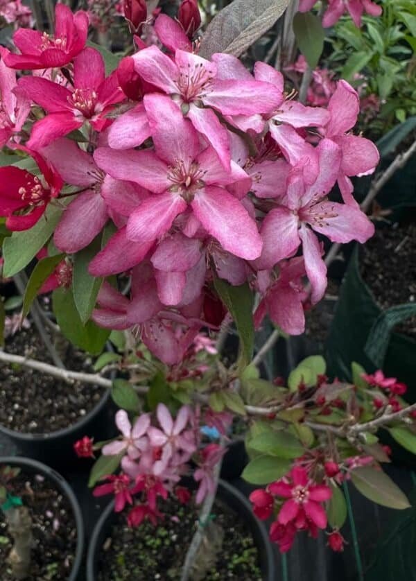 Malus-‘Tom-Matthews-Garden-View-Nursery