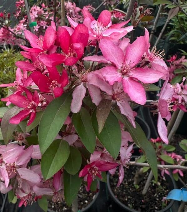 Malus-‘Tom-Matthews-Garden-View-Nursery