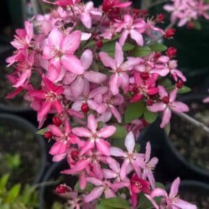 Malus-‘Tom-Matthews-Garden-View-Nursery