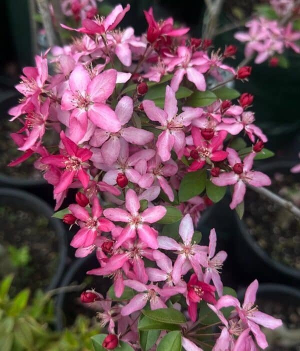 Malus-‘Tom-Matthews-Garden-View-Nursery