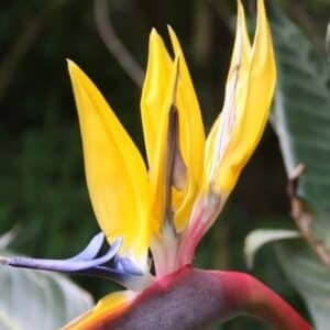 Strelitzia Reginae (Mandela’s Gold)