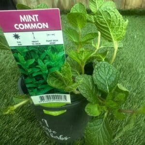 Mint-Common-Garden-View-Nursery
