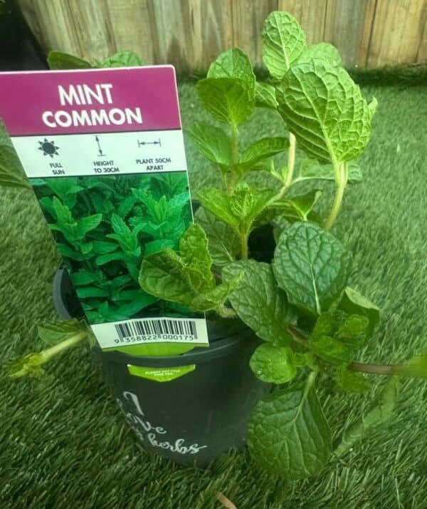 Mint-Common-Garden-View-Nursery