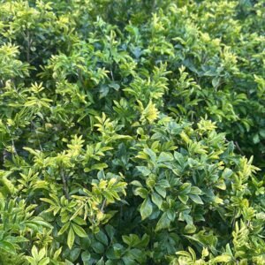 Murraya-Paniculata_Garden-View-Nursery