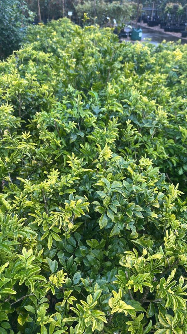 Murraya-Paniculata_Garden-View-Nursery