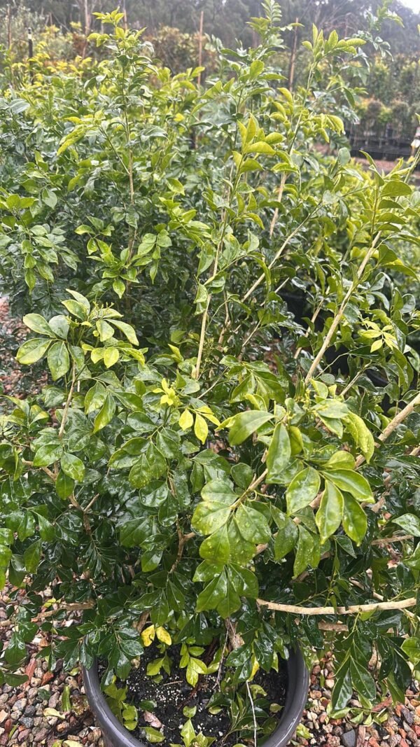 Murraya-Paniculata_Garden-View-Nursery