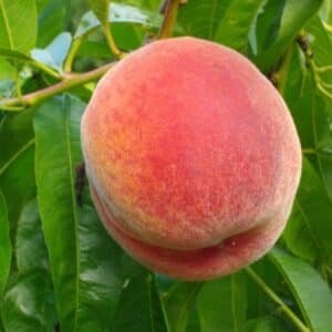 Peach-Tree-Garden-View-Nursery