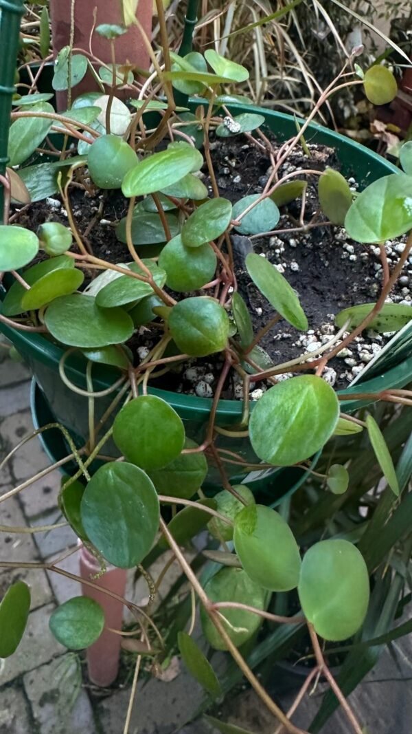 Peperomia-Pepperspot-Garden-View-Nursery.