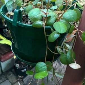 Peperomia-Pepperspot-Garden-View-Nursery.