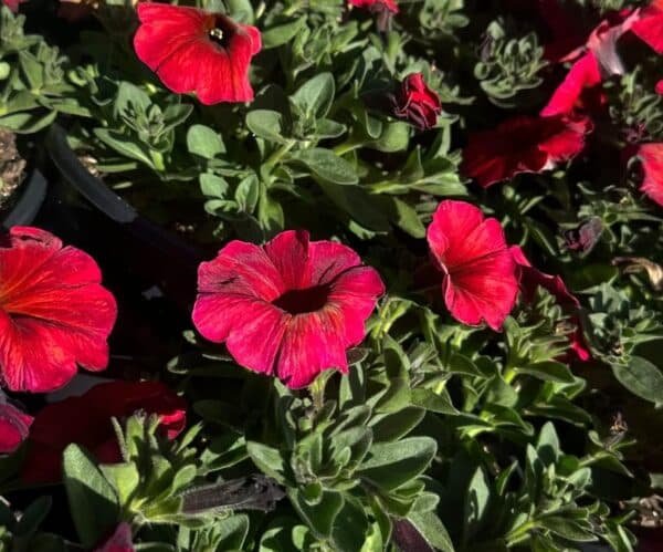 Petunia-Calibrachoa-Garden-View-Nursery