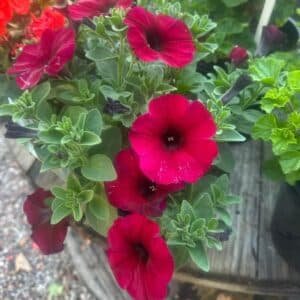 Petunia-Calibrachoa-Garden-View-Nursery