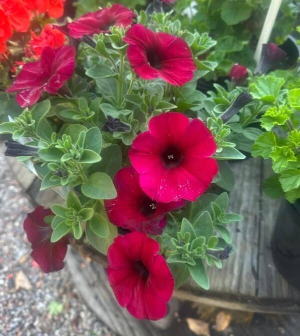 Petunia-Calibrachoa-Garden-View-Nursery