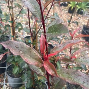 Photinia (Red Robin)