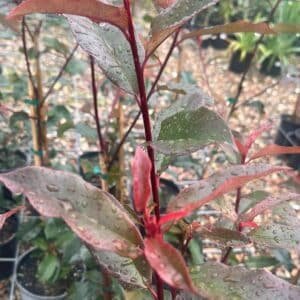 Photinia-‘Red-Robin-Garden-view-nursery