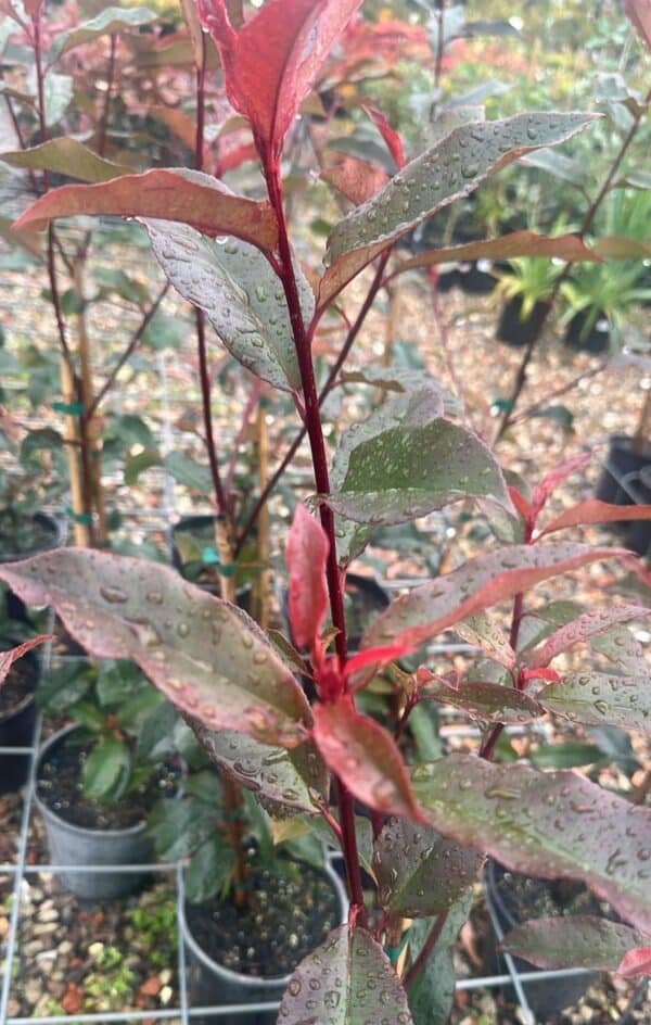 Photinia-‘Red-Robin-Garden-view-nursery