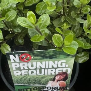 Pittosporum-Tenuifolium_Garden-view-nursery
