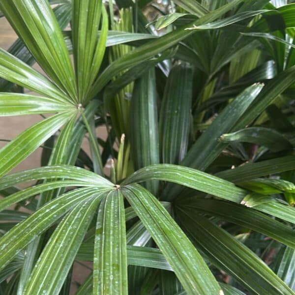 Rhapis-Excelsa_Garden-View-Nursery