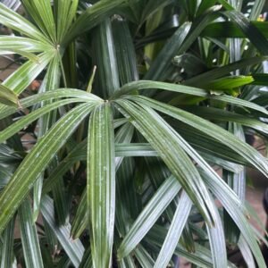 Rhapis-Excelsa_Garden-View-Nursery