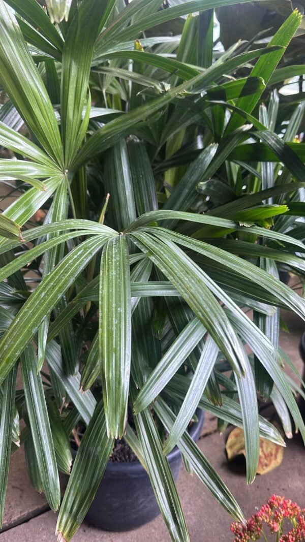 Rhapis-Excelsa_Garden-View-Nursery