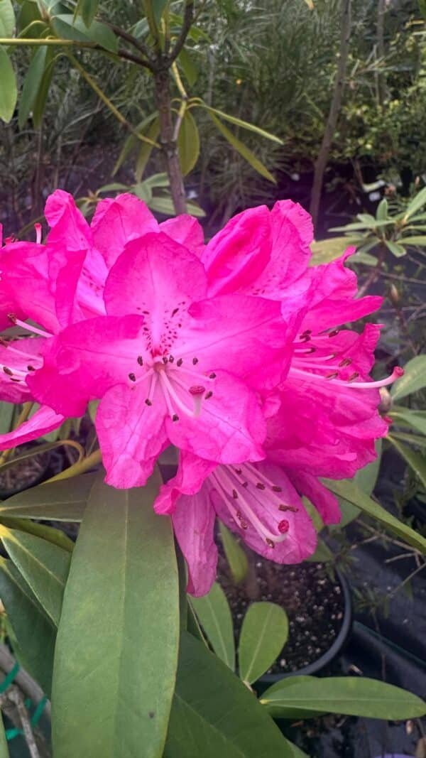 Rhododendron-‘Sir-Robert-Peel-Garden-View-Nursery