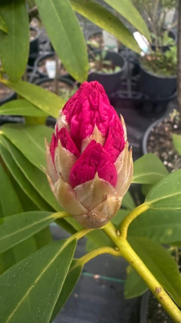 Rhododendron-‘Sir-Robert-Peel-Garden-View-Nursery