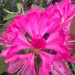 Rhododendron-‘Sir-Robert-Peel-Garden-View-Nursery