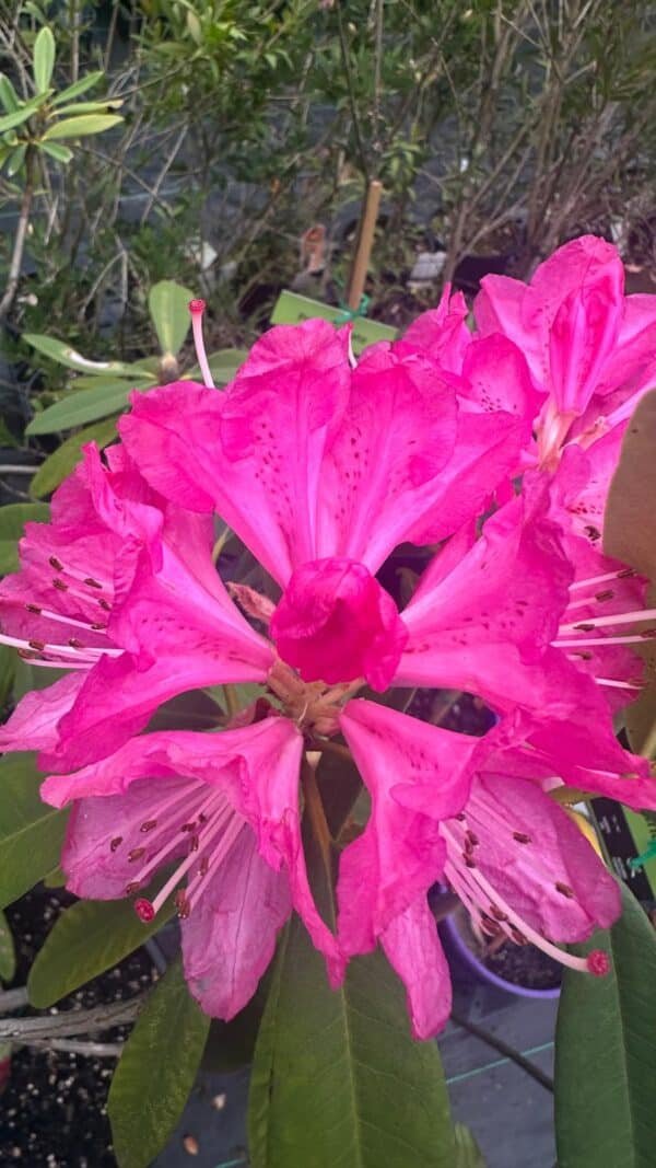 Rhododendron-‘Sir-Robert-Peel-Garden-View-Nursery
