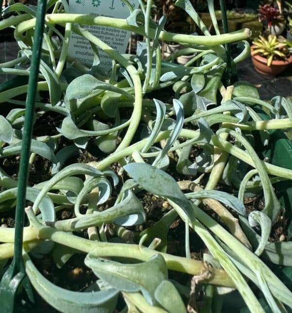 Senecio-Dolphin-Necklace-Garden-View-Nursery