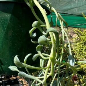 Senecio-Dolphin-Necklace-Garden-View-Nursery
