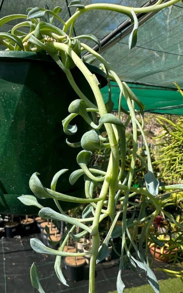 Senecio-Dolphin-Necklace-Garden-View-Nursery