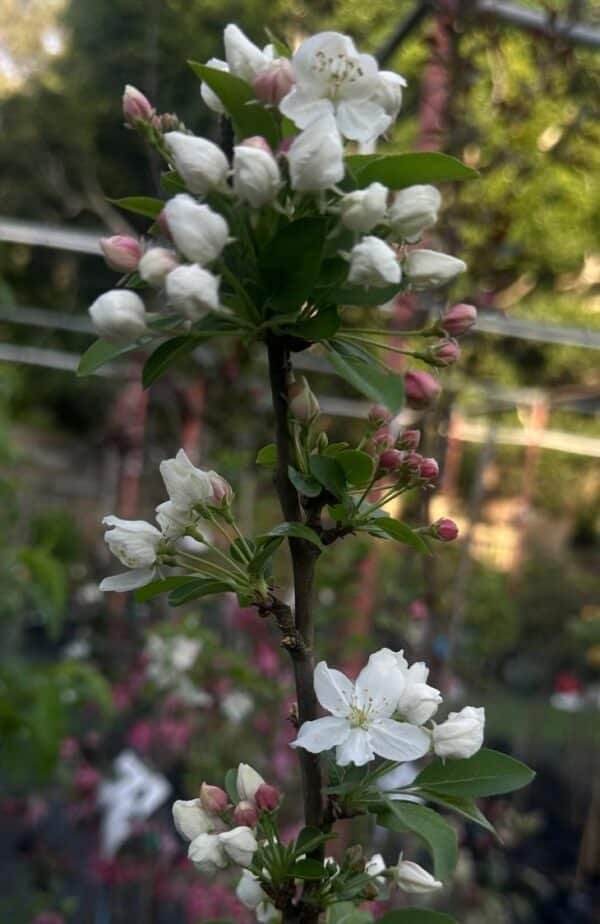 Malus 'Sutyzam' Sugar Tyme - Image 2