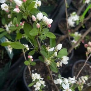Malus 'Sutyzam' Sugar Tyme